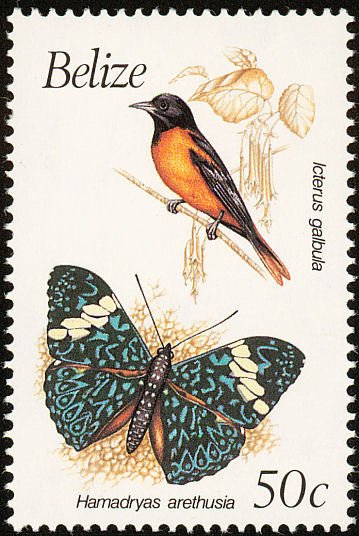 Baltimore Oriole (Icterus galbula)