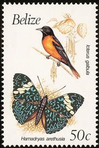 Stamp, Baltimore Oriole (Icterus galbula), Belize,  , Birds, Insects, Butterflies, Animals (Fauna)