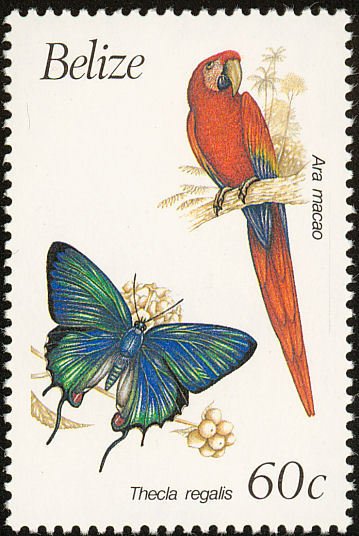 Scarlet Macaw (Ara macao)