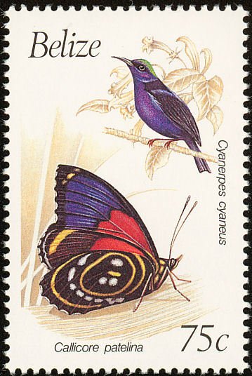 Red-legged Honeycreeper (Cyanerpes cyaneus)