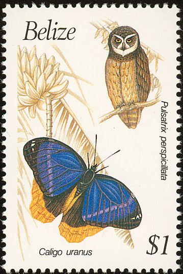Spectacled Owl (Pulsatrix perspicillata)