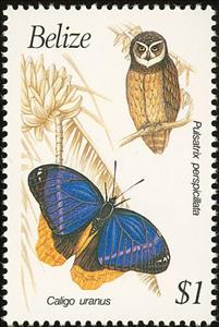 Stamp, Spectacled Owl (Pulsatrix perspicillata), Belize,  , Birds, Insects, Birds of Prey, Butterflies, Owls, Animals (Fauna)