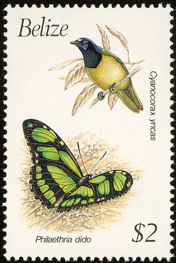 Inca Jay "Cyanocorax yncas"