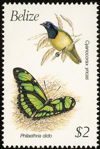 Stamp, Inca Jay "Cyanocorax yncas", Belize,  , Birds, Insects, Butterflies, Animals (Fauna)