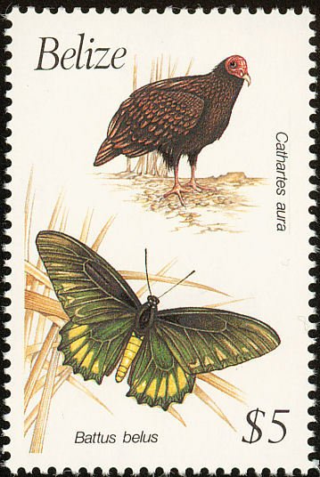 Turkey Vulture (Cathartes aura)