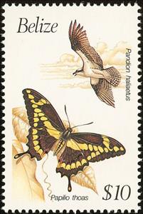Stamp, Osprey (Pandion haliaetus), Belize,  , Birds, Insects, Butterflies, Animals (Fauna)
