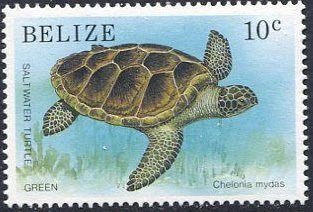 Green Sea Turtle (Chelonia mydas)