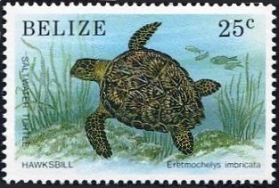 Hawksbill Turtle (Eretmochelys imbricata)