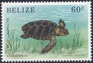Loggerhead (Caretta caretta)