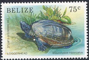 Mexican Musk Turtle (Staurotypus triporcatus) 