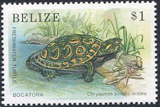 Ornate Slider (Chrysemis scripta-ornata)