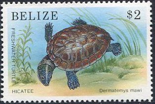 Central American River Turtle (Dermatemys mawaii) 
