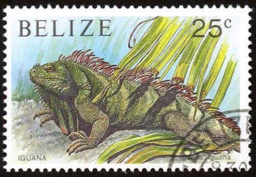 Green Iguana (Iguana iguana)