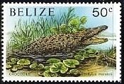 Morelett's Crocodile (Crocodylus moreletii)