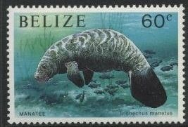 West Indian Manatee (Trichechus manatus)