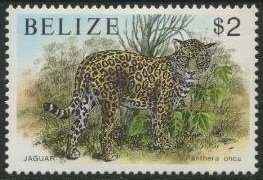 Jaguar (Panthera onca)