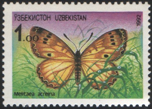 Brush-footed Butterfly (Melitaea acreina)