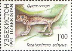 Common Wonder Gecko (Teratoscincus scincus)