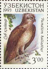 Osprey (Pandion haliaetus)