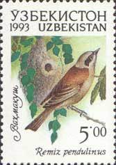 Eurasian Penduline Tit (Remiz pendulinus)