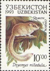 Forest dormouse (Dryomys nitedula)