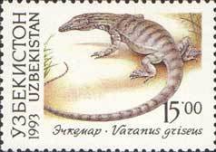 Desert monitor (Varanus griseus)