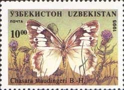 Nymphalid Butterfly (Chasara staudingeri)