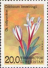Colchicum kesselringii