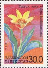 Tulipa kaufmanniana