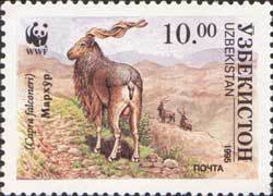 Markhor (Capra falconeri)
