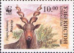Markhor (Capra falconeri)