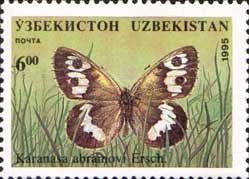 Nymphalid Butterfly (Karanassa abramovi)