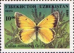 Pieridae Butterfly (Colias romanovi)