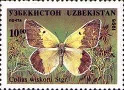 Stamp, Pieridae Butterfly (Colias wiskotti), Uzbekistan,  , Insects, Butterflies, Animals (Fauna)
