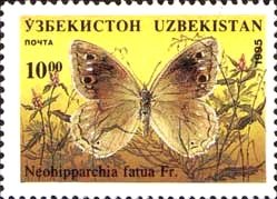 Freyer's Grayling (Hipparchia fatua)