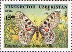 Large Keeled Apollo (Parnassius tianschanicus)