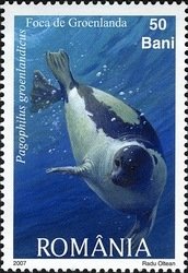 Harp Seal (Pagophilus groenlandicus)