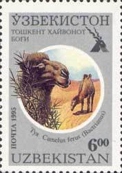 Bactrian Camel (Camelus bactrianus ferus)