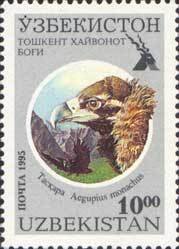 Cinereous Vulture (Aegypius monachus)