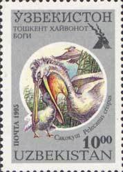 Dalmatian Pelican (Pelecanus crispus)