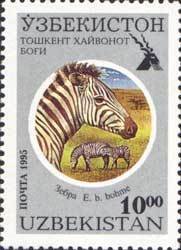 Grant's Zebra (Equus quagga boehmi)
