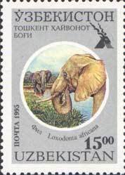African elephant (Loxodonta africana)