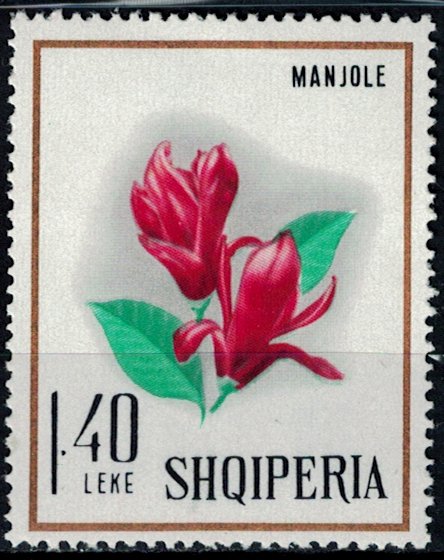 Red Magniola