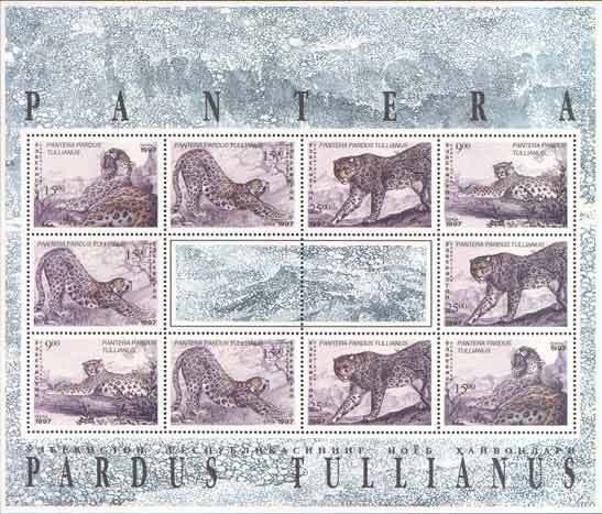 Anatolian Leopard (Panthera pardus tullianus) 