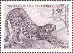 Anatolian Leopard (Panthera pardus tullianus)