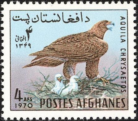 Golden Eagle (Aquila chrysaetos)