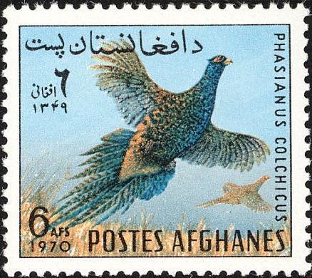 Common Pheasant (Phasianus colchicus) 