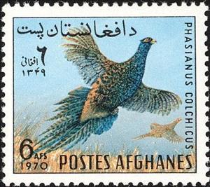 Stamp, Common Pheasant (Phasianus colchicus) , Afghanistan,  , Birds, Pheasants, Animals (Fauna)