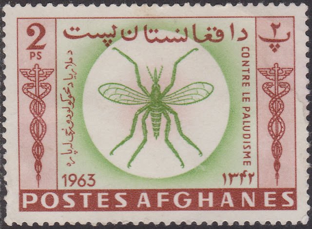 Anopheles Mosquito (Anopheles sp.)