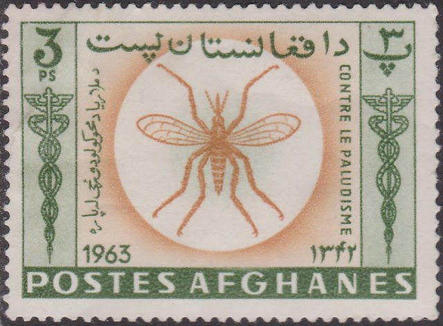 Anopheles Mosquito (Anopheles sp.)